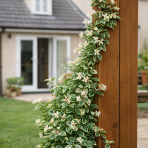 Jazmínovec pravý (Trachelospermum jasminoides) ´TRICOLOR´– výška 30-50 cm, kont. C2L